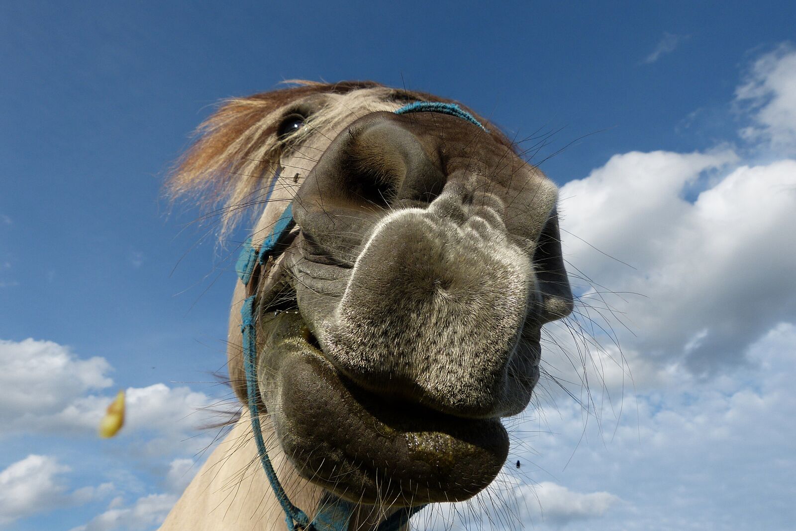 Panasonic Lumix DMC-FZ150 sample photo. Horse, horses mouth, nostrils photography
