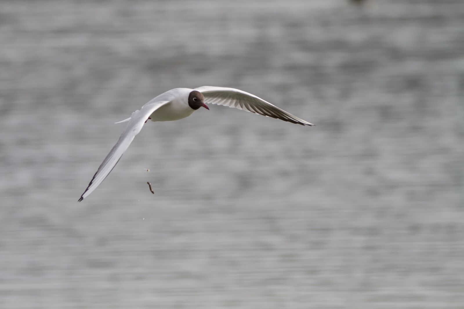 Canon EOS 7D + 150-600mm F5-6.3 DG OS HSM | Contemporary 015 sample photo. Black headed gull, seagull photography