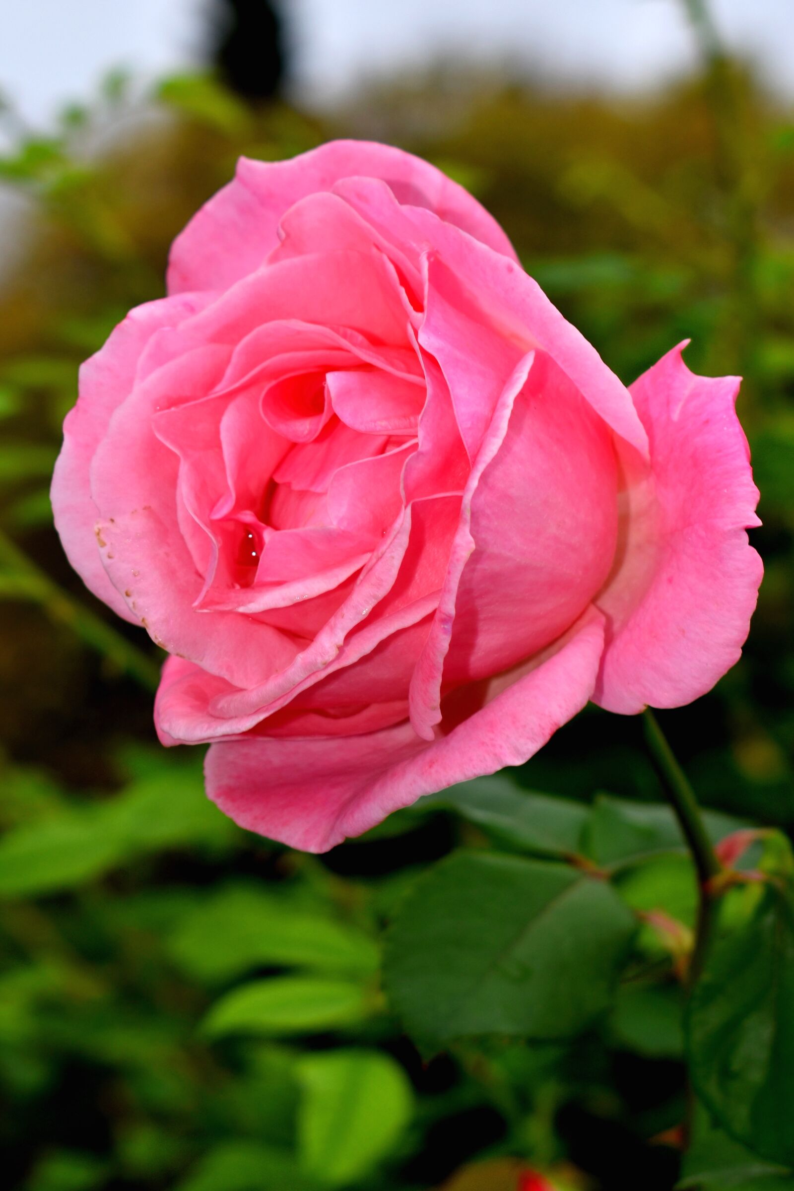 Nikon D3500 sample photo. Rose, pink, flower photography
