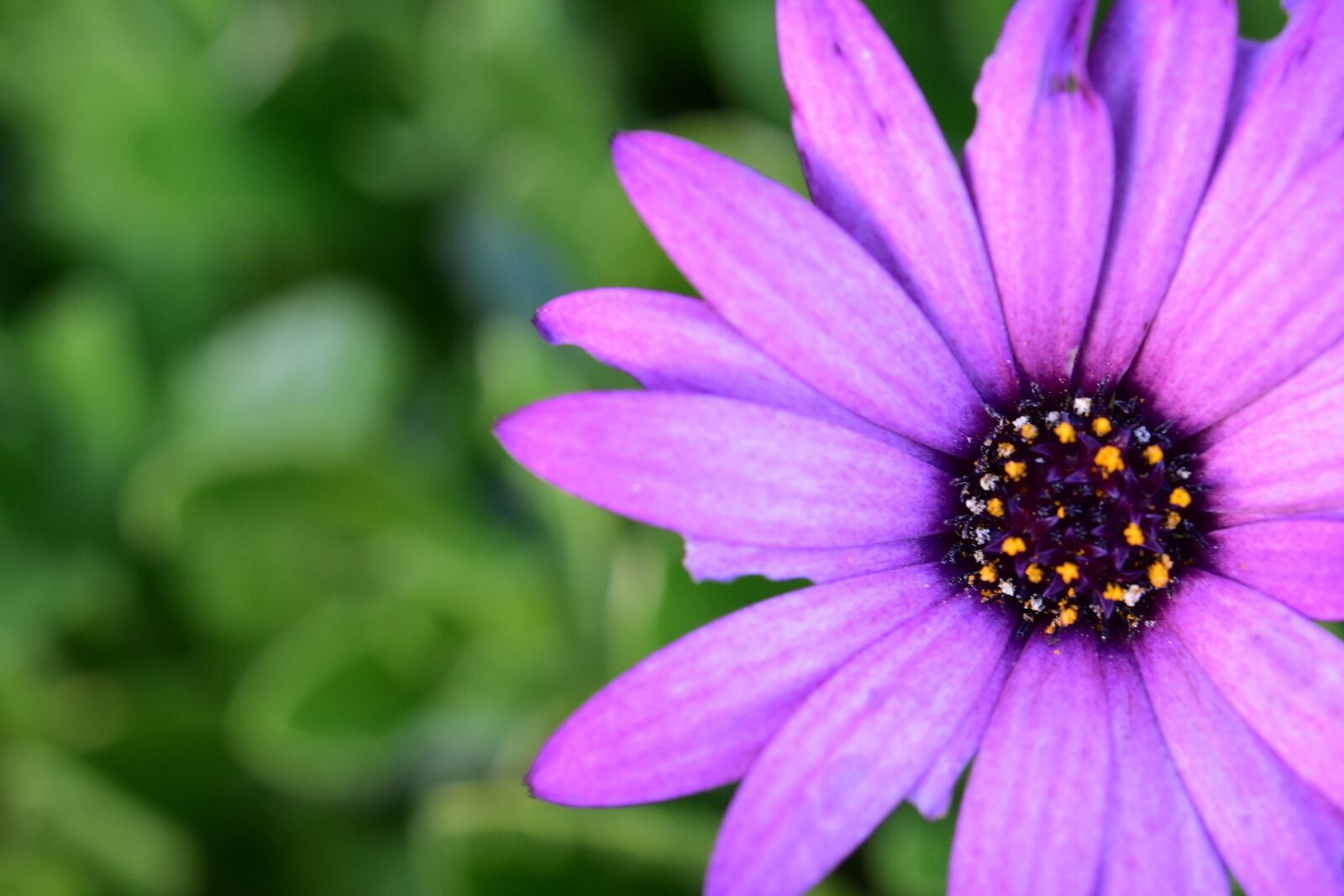 Nikon D5600 sample photo. Flower, flowers, purple flowers photography