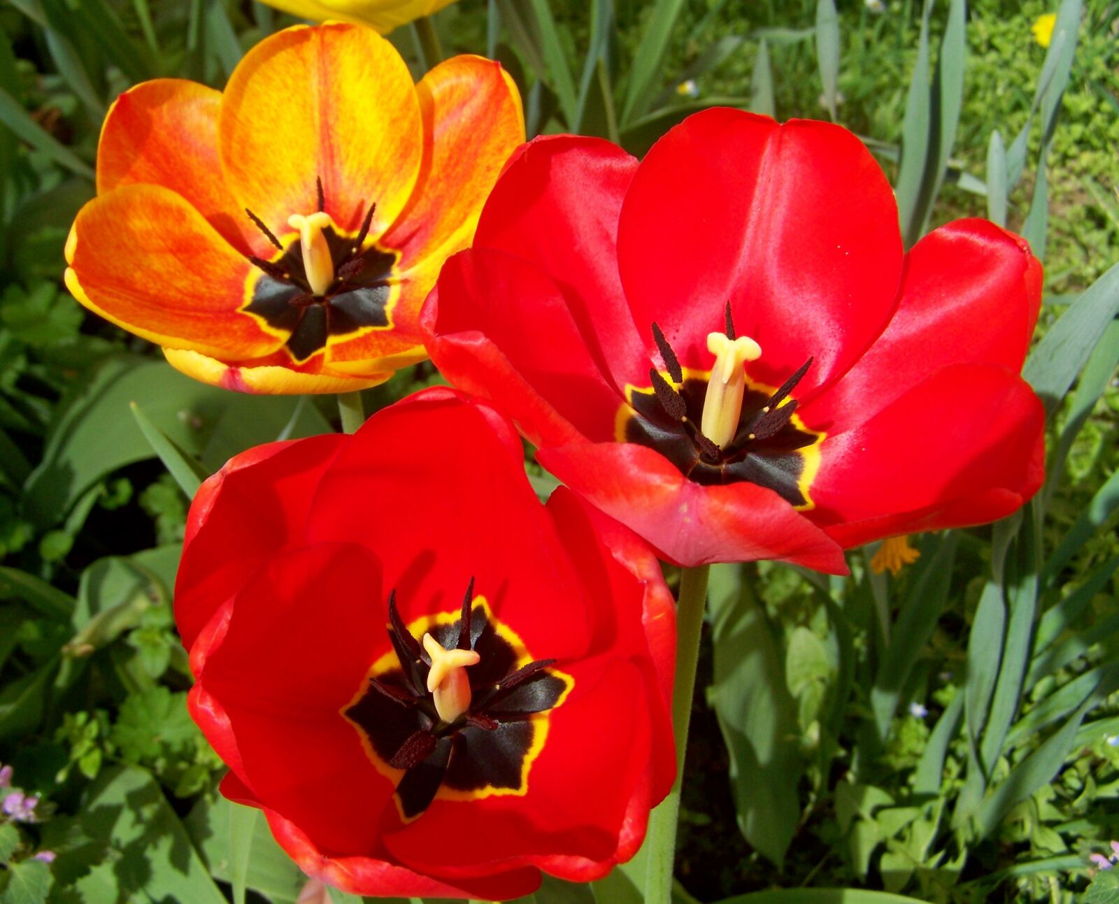 Kodak EASYSHARE ZD710 ZOOM DIGITAL CAMERA sample photo. Tulips, spring flowers photography