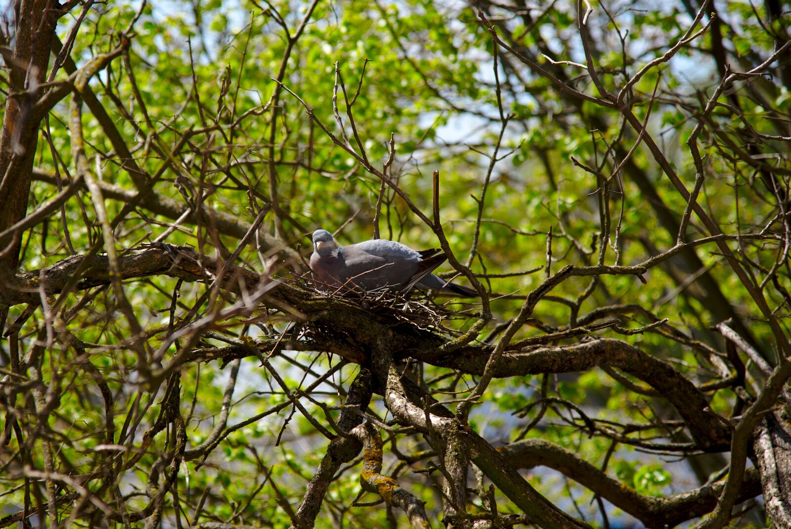 Nikon D750 sample photo. Pigeon, bird, nest photography