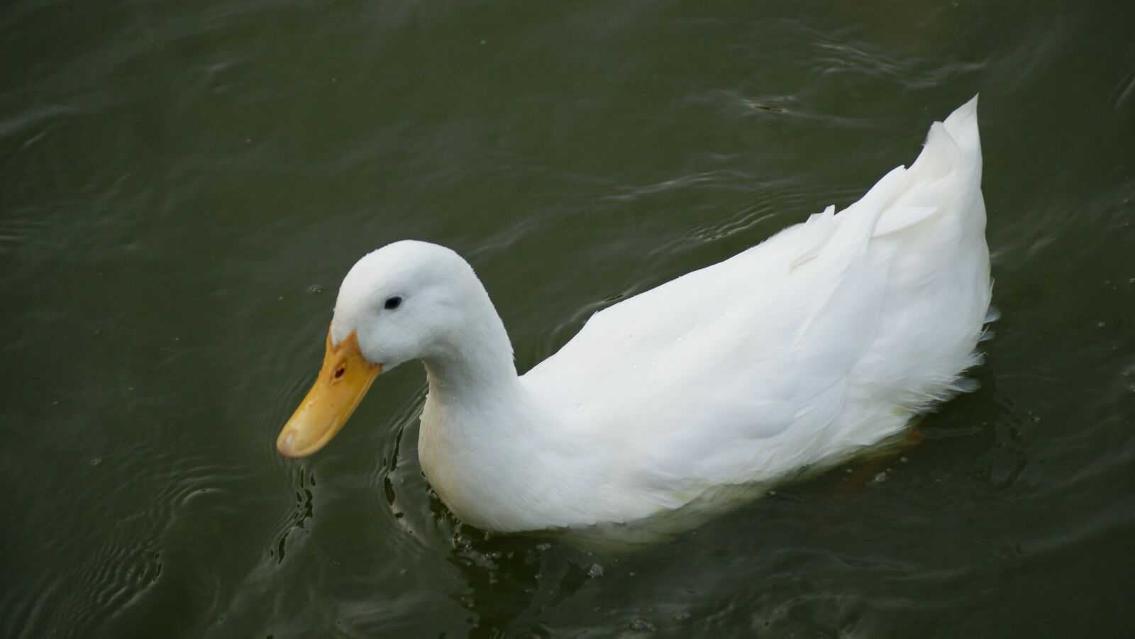 Sony Alpha DSLR-A350 sample photo. Duck, white, teal photography
