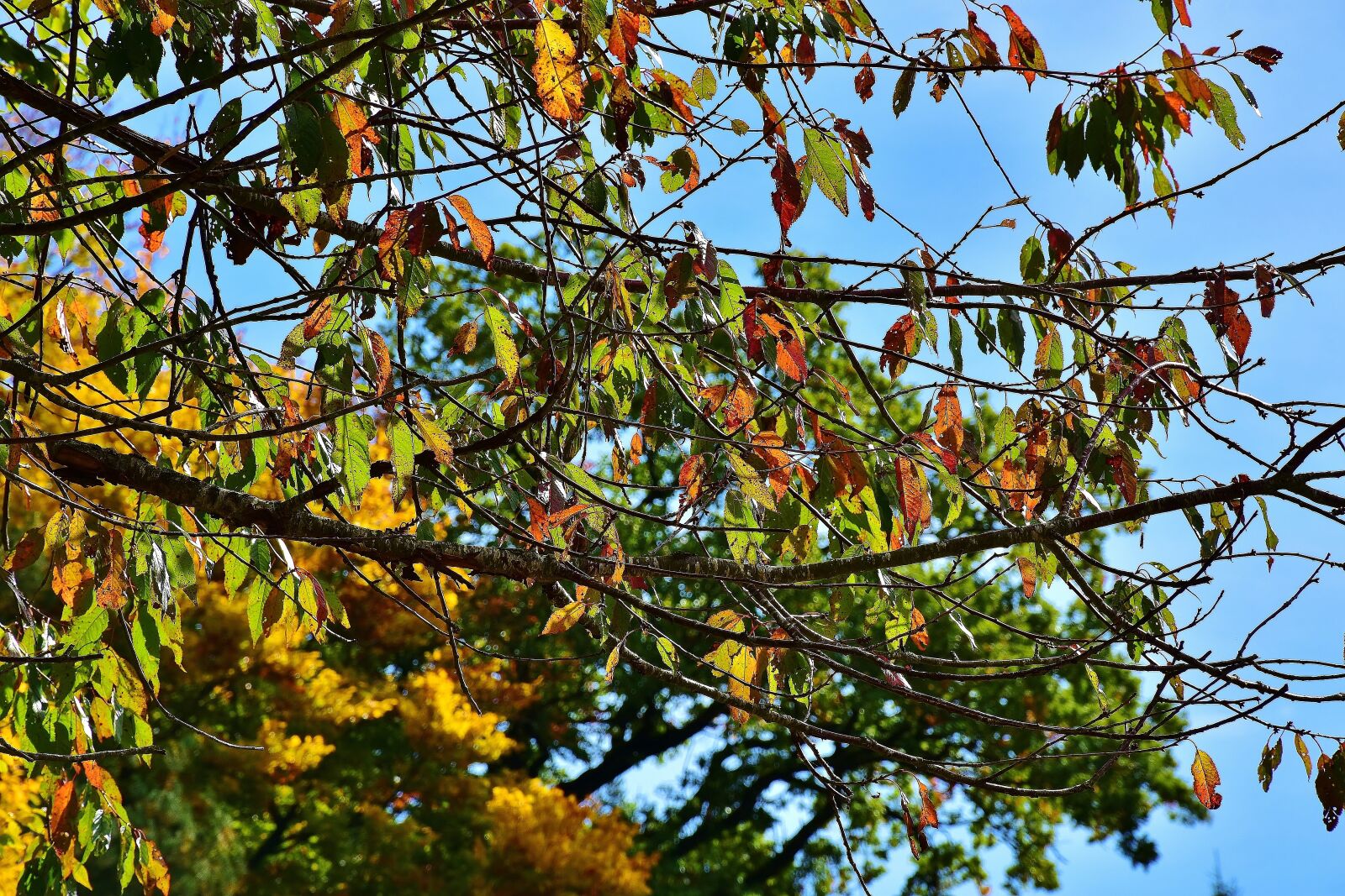 Nikon D7200 sample photo. Nature, forest, trees photography