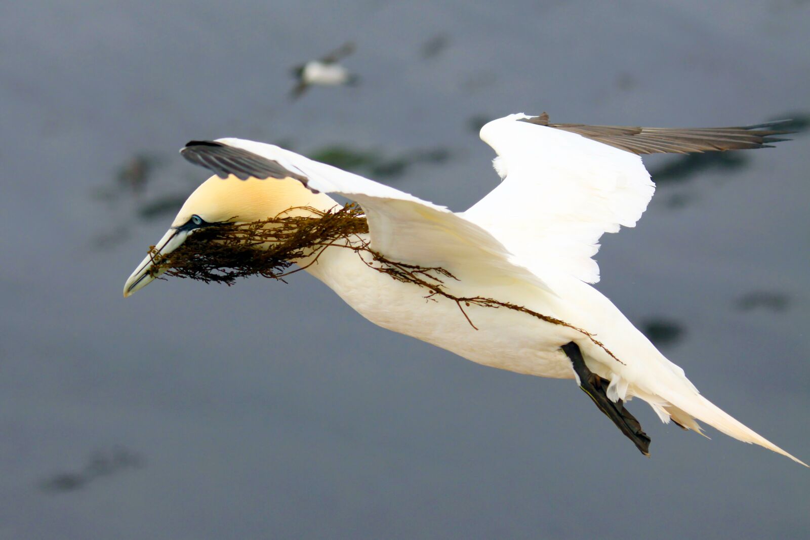 Canon EOS 50D sample photo. Germany, mecklenburg, helgoland photography