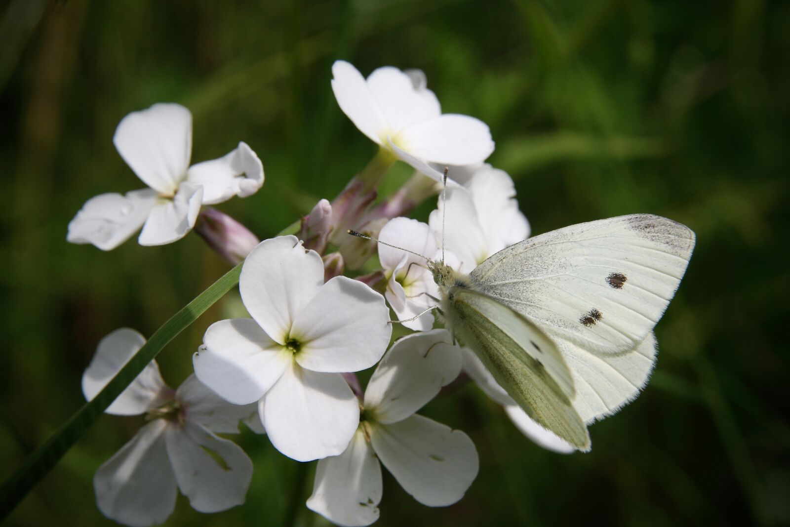 Canon EOS 400D (EOS Digital Rebel XTi / EOS Kiss Digital X) sample photo. White, insect, butterfly photography