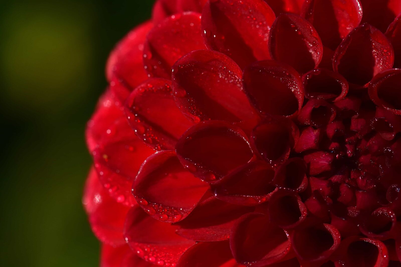 Nikon D3300 sample photo. Nature, petal, flower, red photography