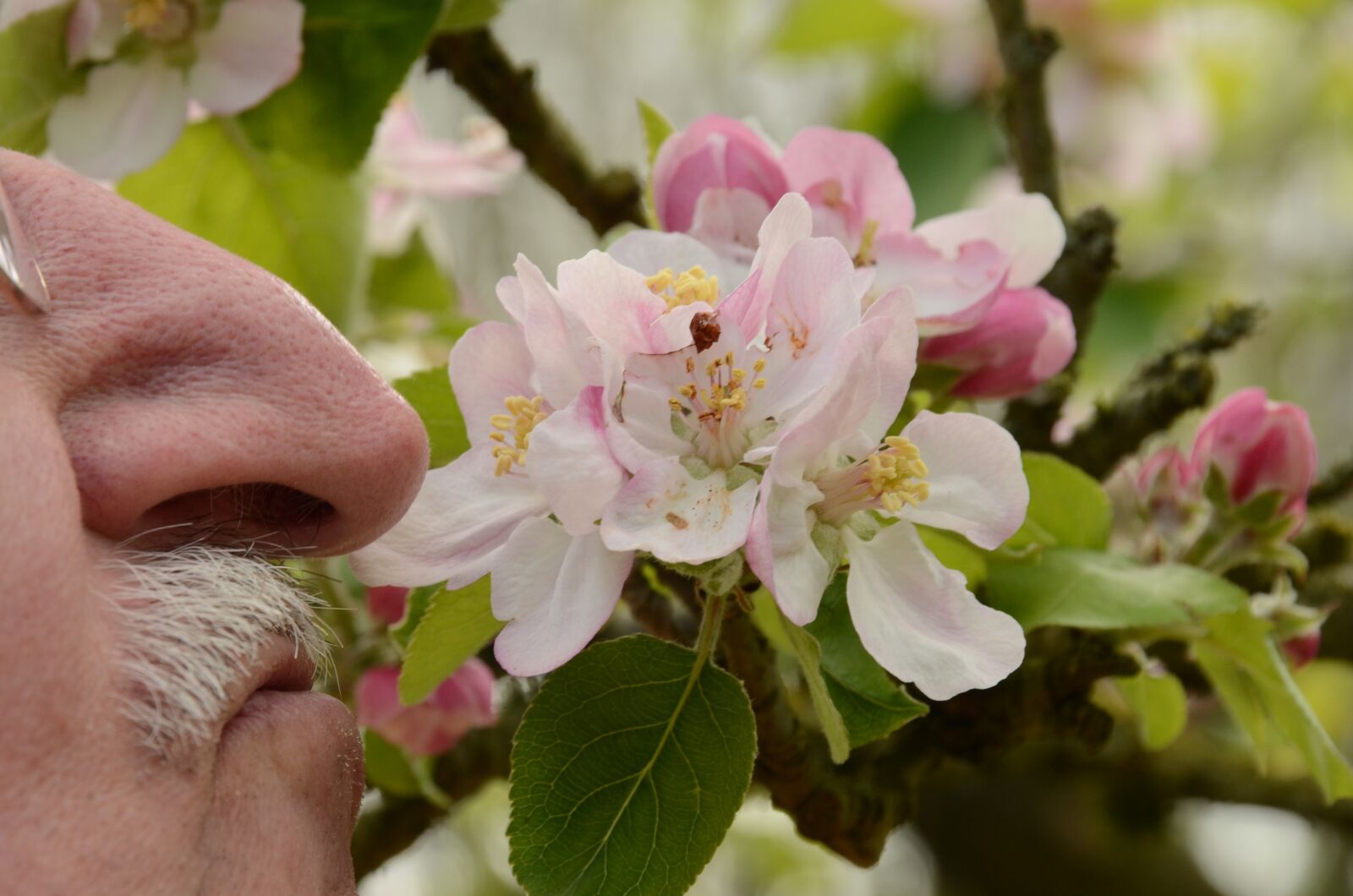 Nikon D7000 sample photo. Nose, smell, flower photography