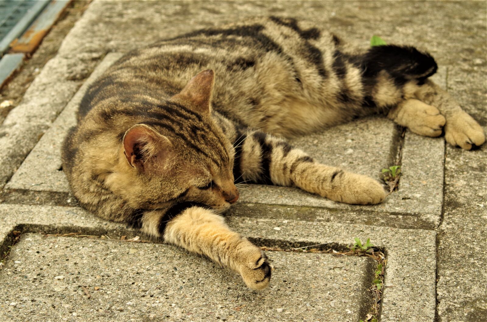 Pentax K-50 sample photo. Cat, stray cat, calico photography
