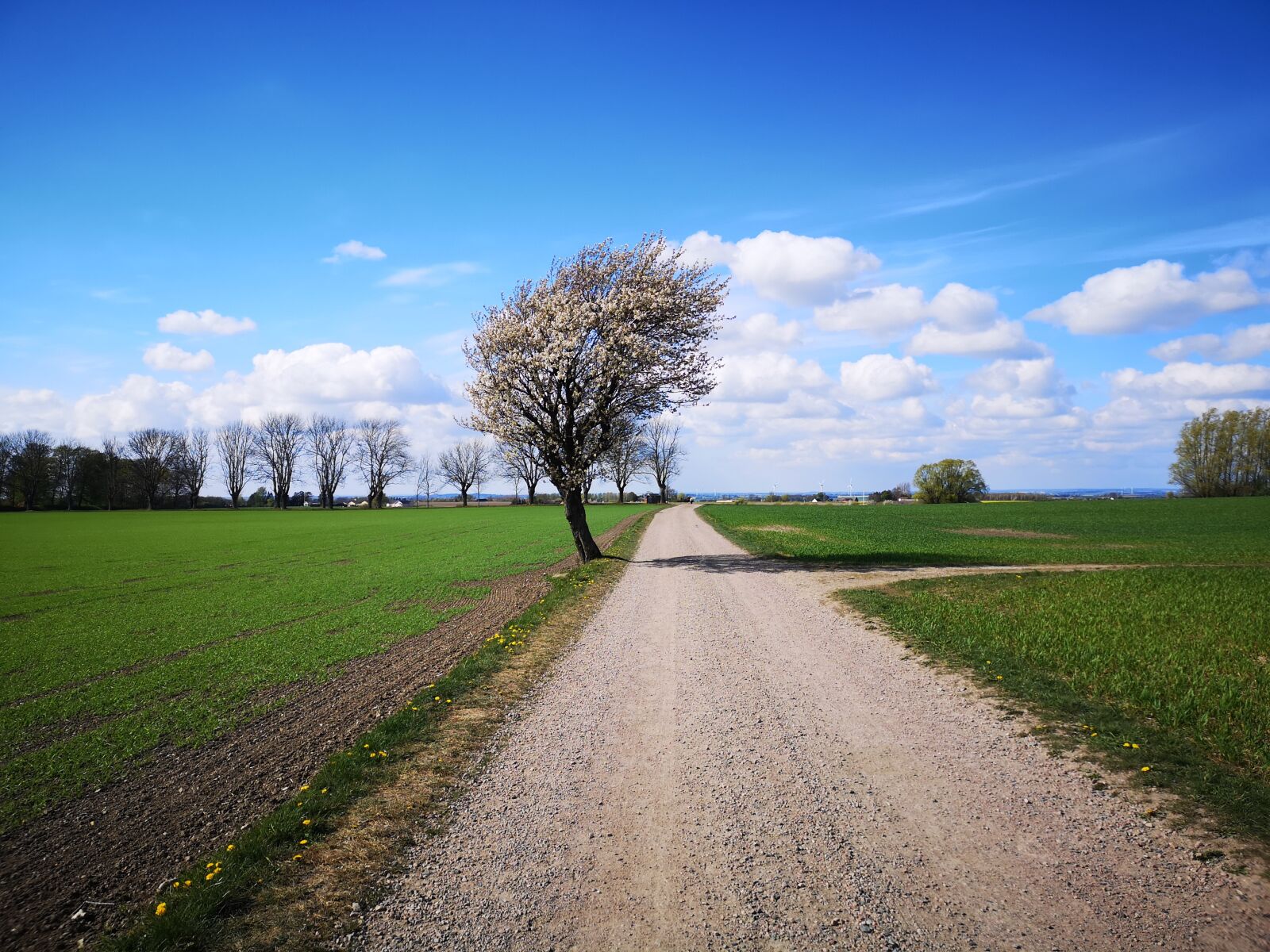 HUAWEI P20 Pro sample photo. Tree, natural, the scenery photography