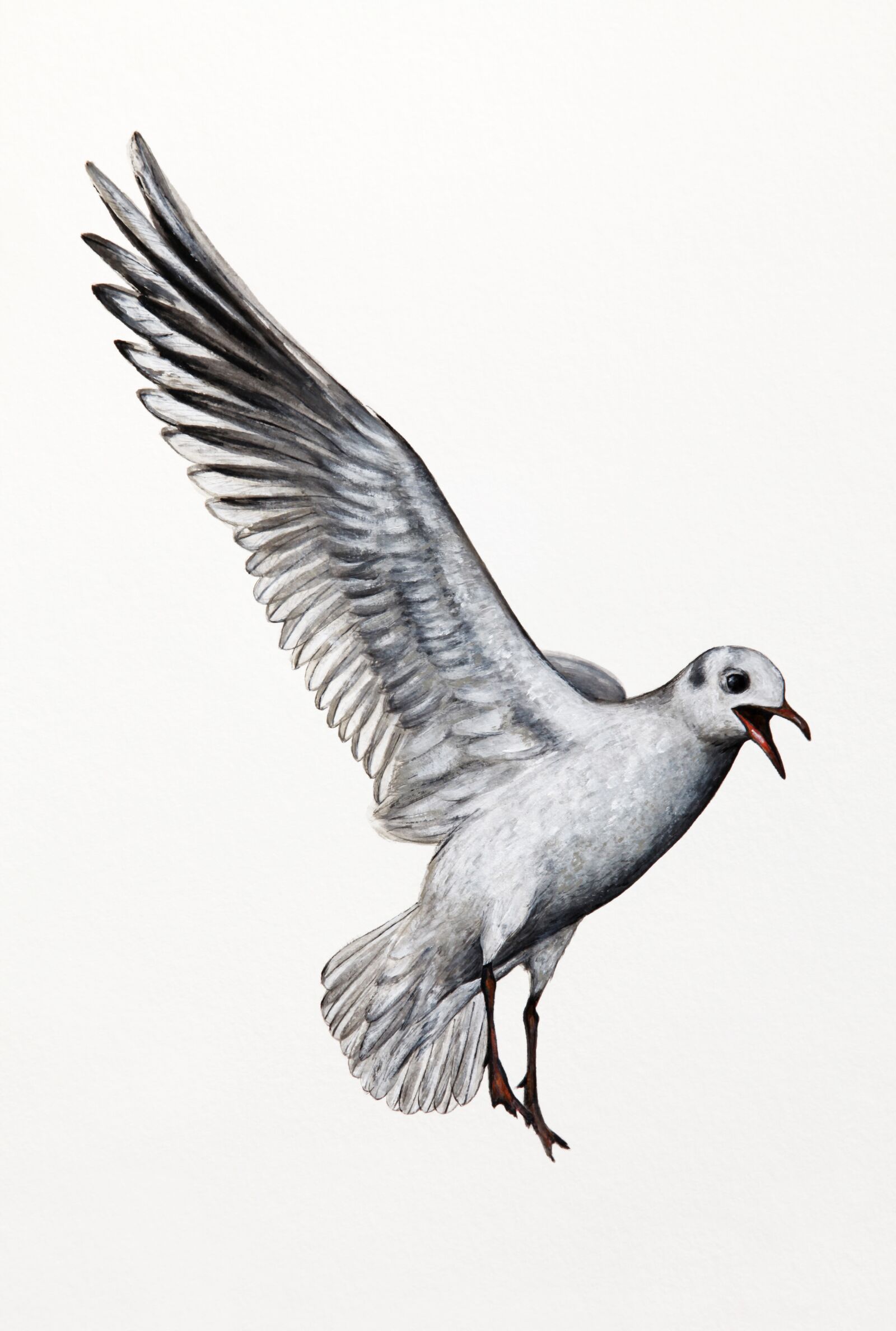 Canon EOS 5D Mark II sample photo. One, flying, gull photography