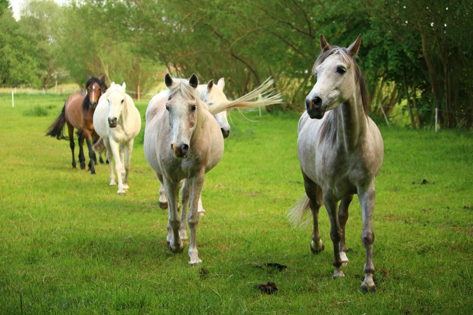Canon EOS 100D (EOS Rebel SL1 / EOS Kiss X7) sample photo. Horse, mold, flock photography