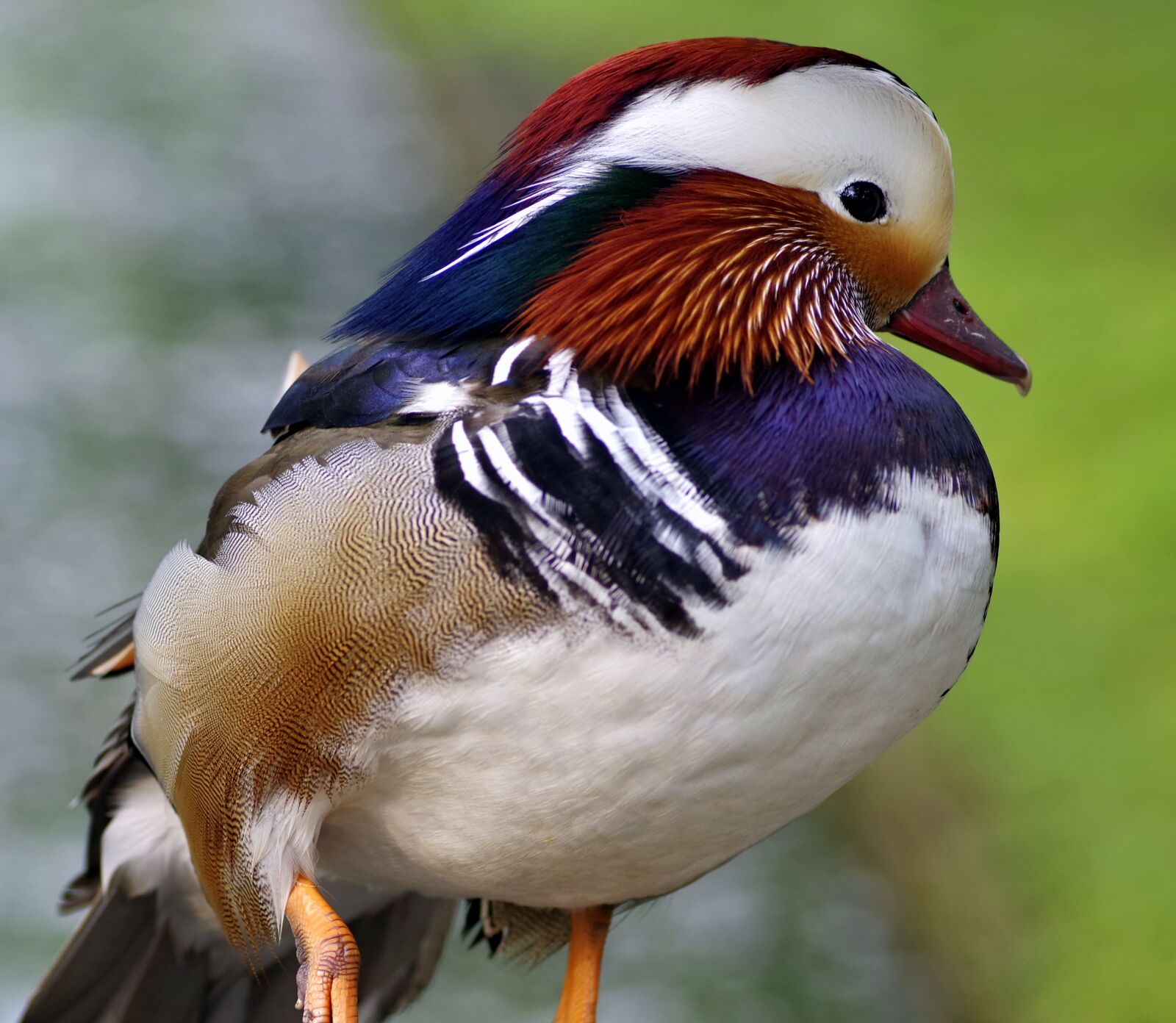 Pentax K-S2 sample photo. Mandarin, bird, duck photography