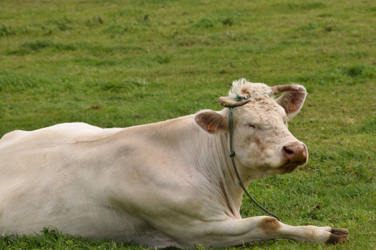 Nikon D3300 sample photo. Farm animal, livestock, cow photography