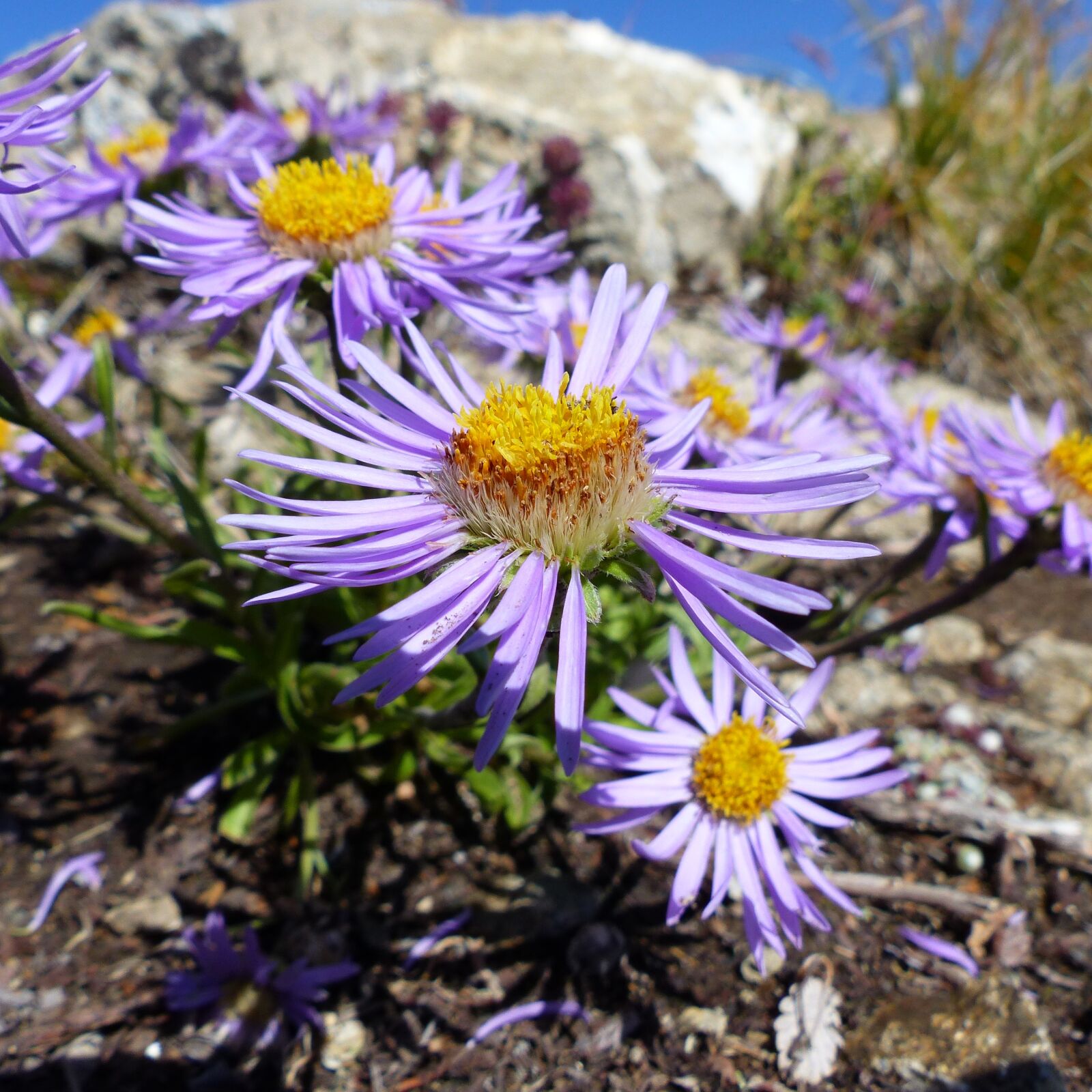 Panasonic Lumix DMC-FZ200 sample photo. Flowers, macro, nature photography