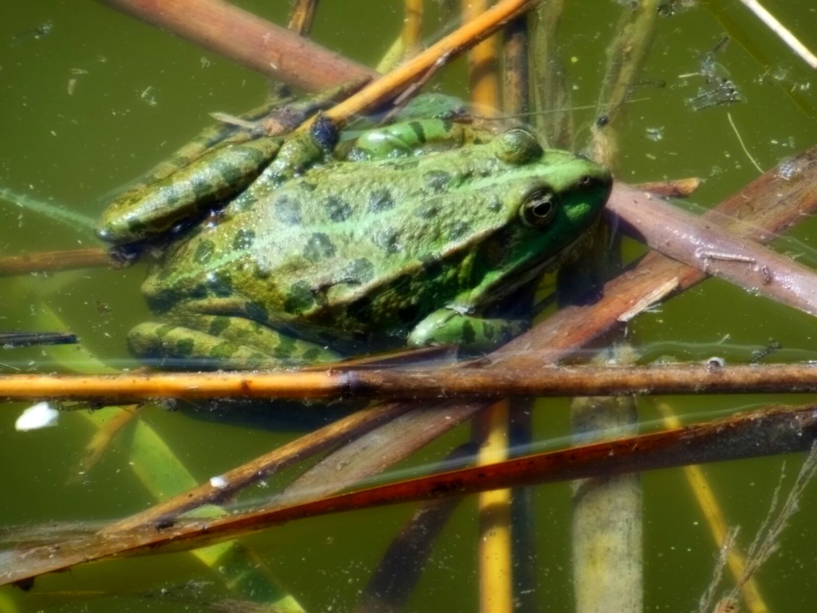 Nikon Coolpix S9300 sample photo. Bullfrog, frog, amphibian photography