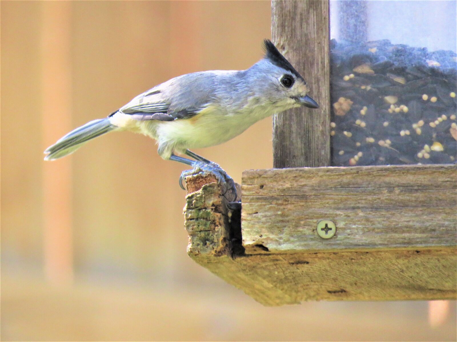 Canon PowerShot SX60 HS sample photo. Bird, wildlife, nature photography