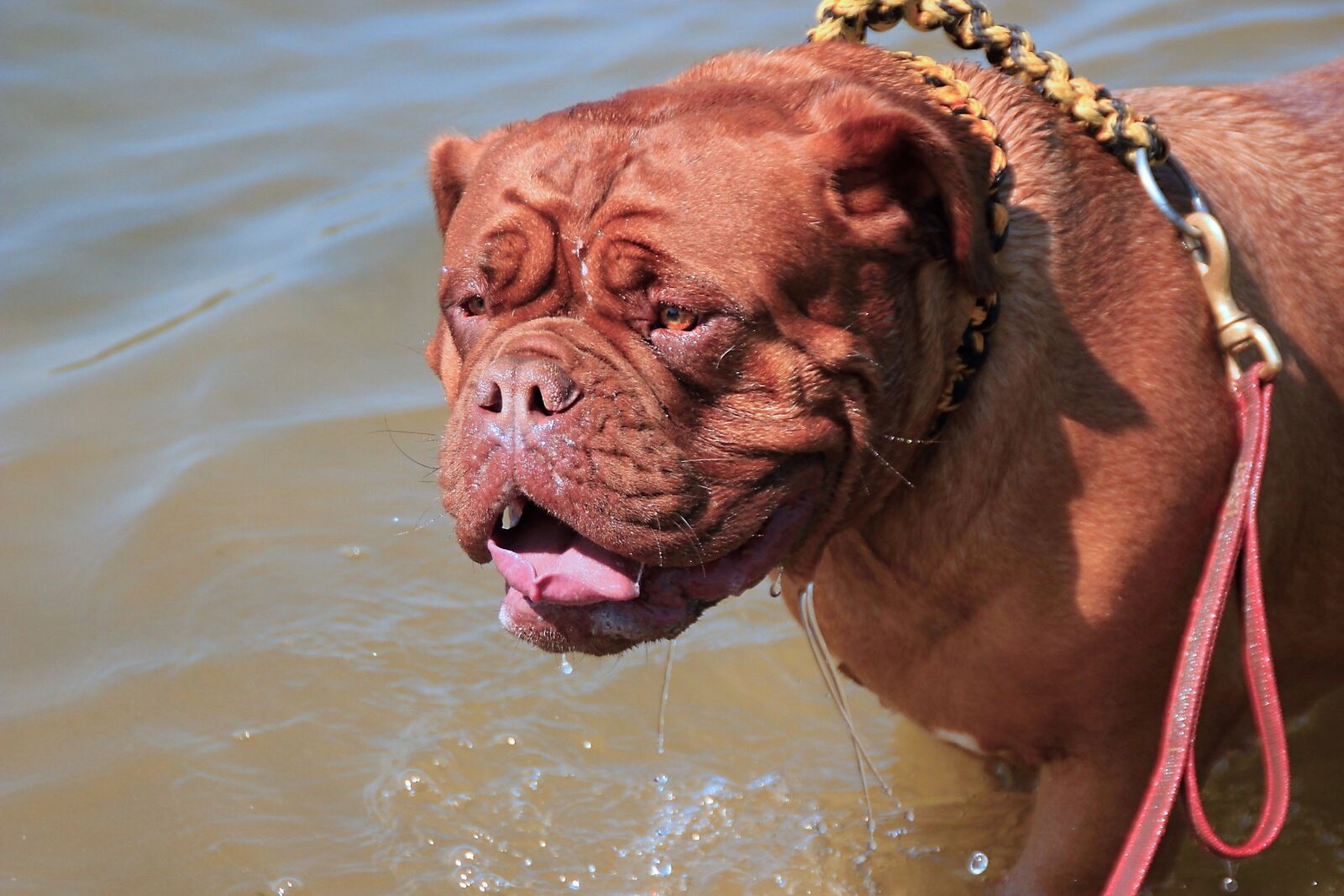 Canon EOS 600D (Rebel EOS T3i / EOS Kiss X5) sample photo. Bordeaux, dogue, de photography
