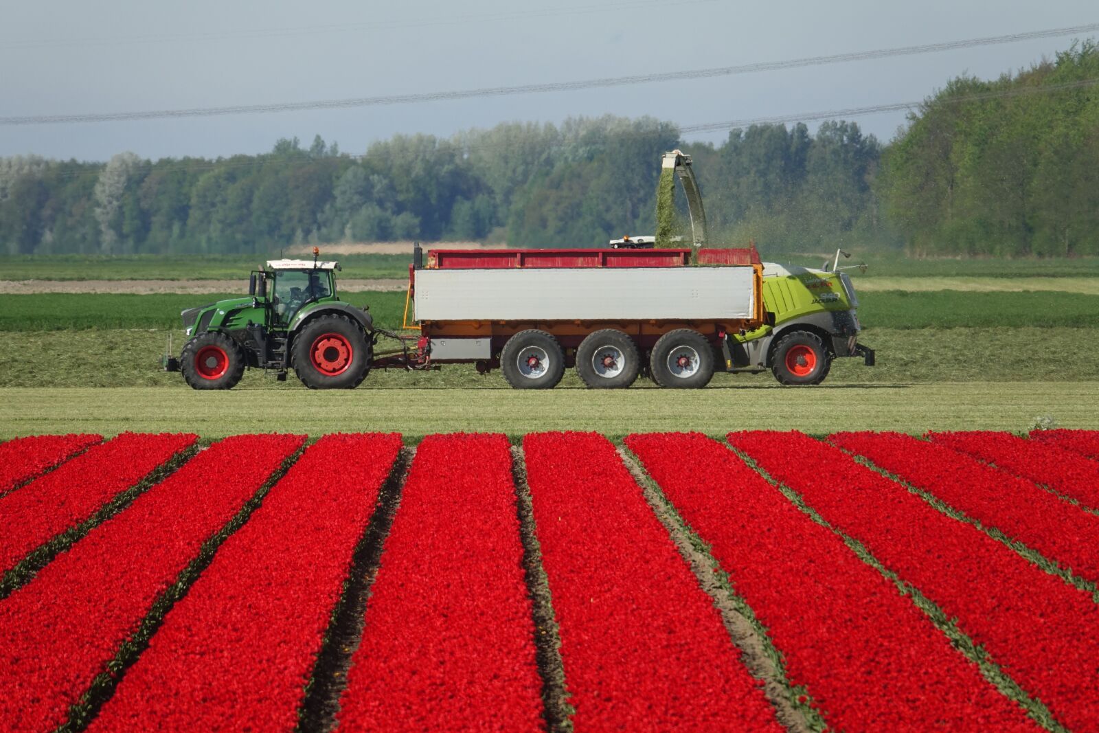 Sony Cyber-shot DSC-RX10 III sample photo. Tulips, tulip field, red photography