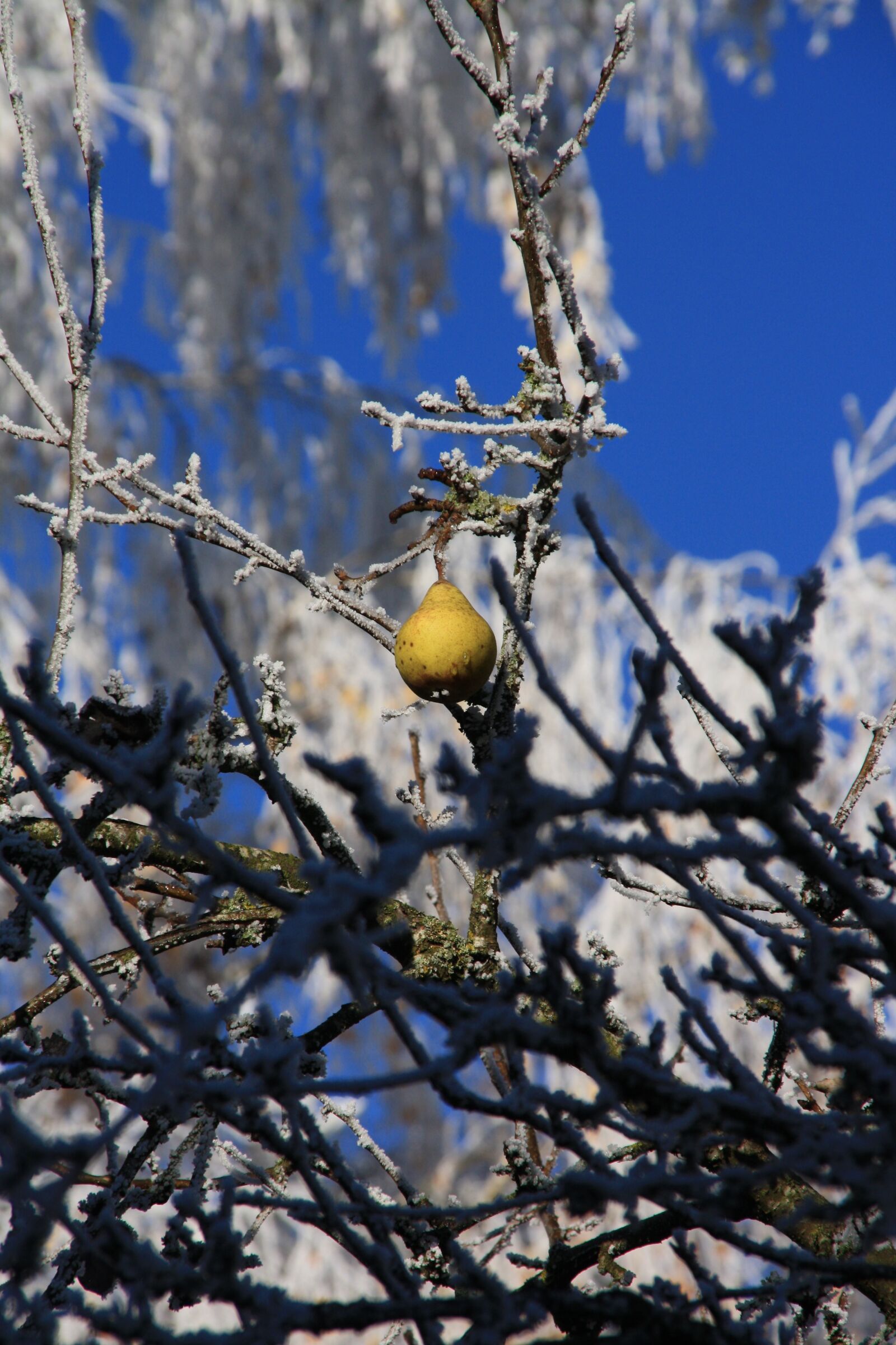 Canon EOS 1000D (EOS Digital Rebel XS / EOS Kiss F) sample photo. Pear, autumn, ripe photography