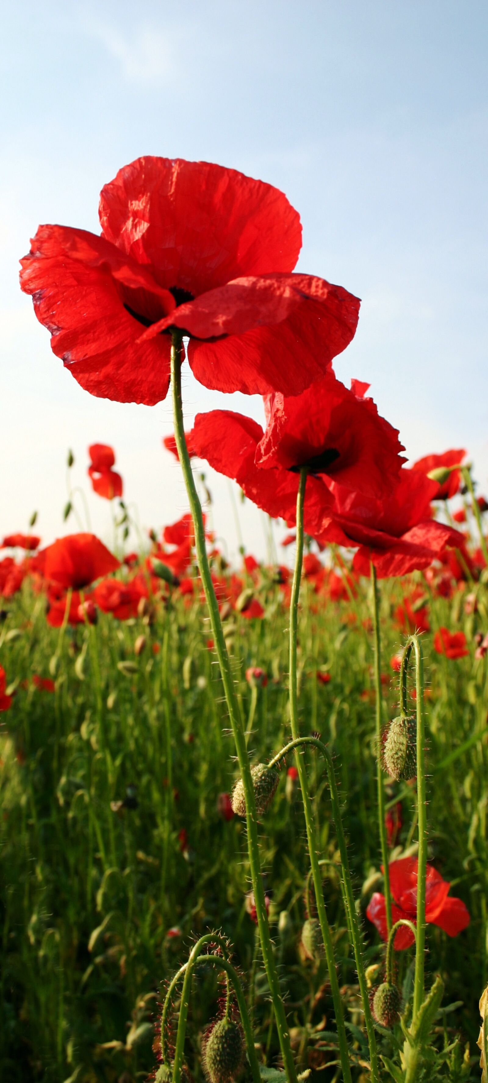Canon EOS 300D (EOS Digital Rebel / EOS Kiss Digital) sample photo. Wild poppy, red, row photography