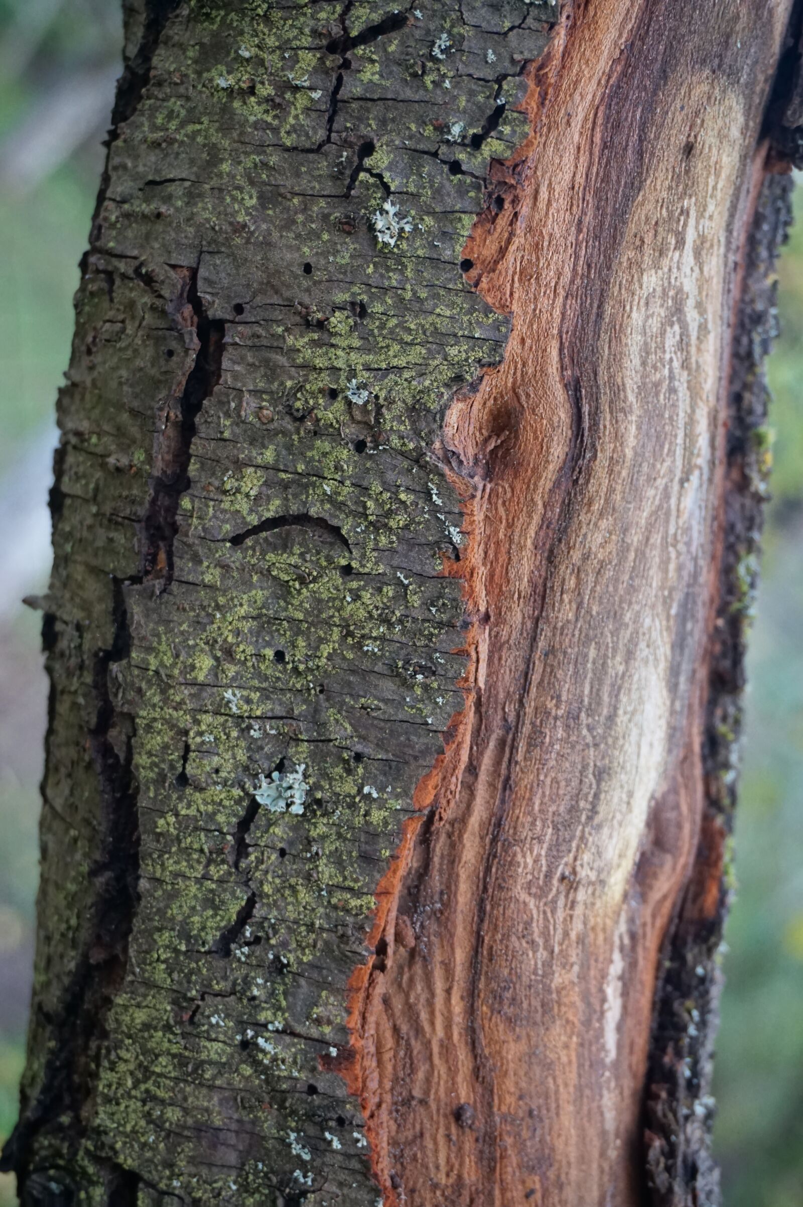 Sony Alpha a5000 (ILCE 5000) sample photo. Plum, tree, nature photography