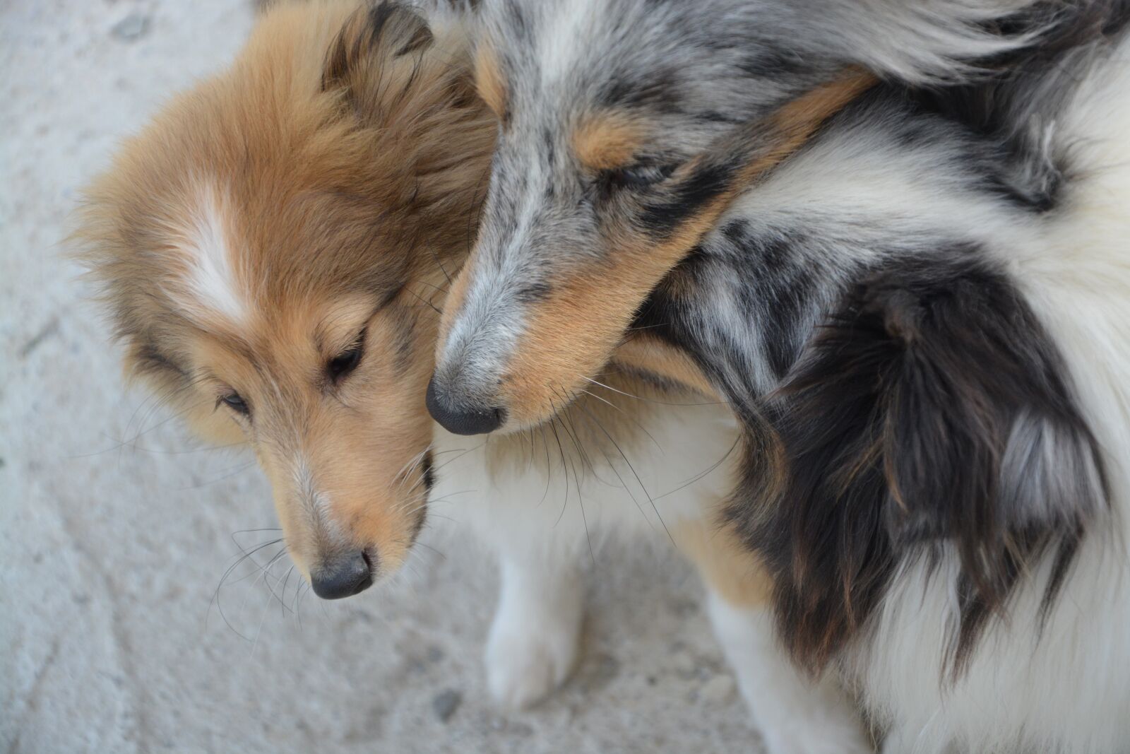 Nikon D5200 sample photo. Dog, dogs, shepherds shetland photography