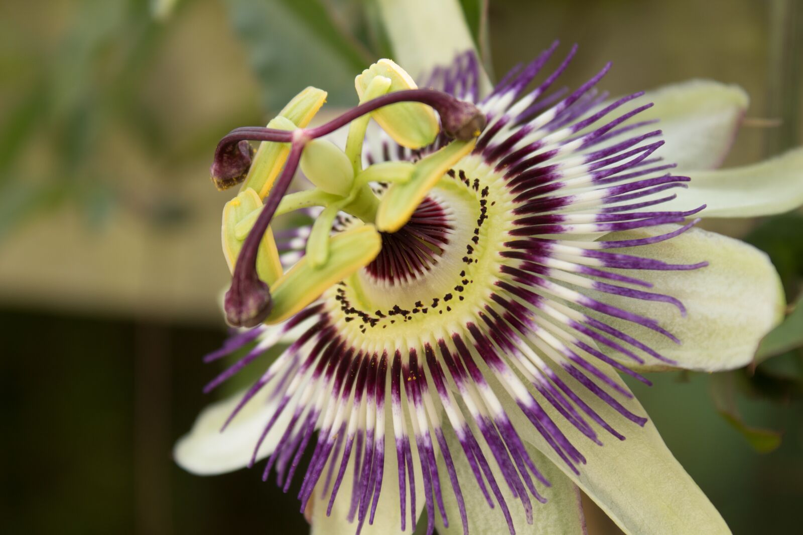 Canon EOS 1300D (EOS Rebel T6 / EOS Kiss X80) sample photo. Passionflower, stamens, petals photography