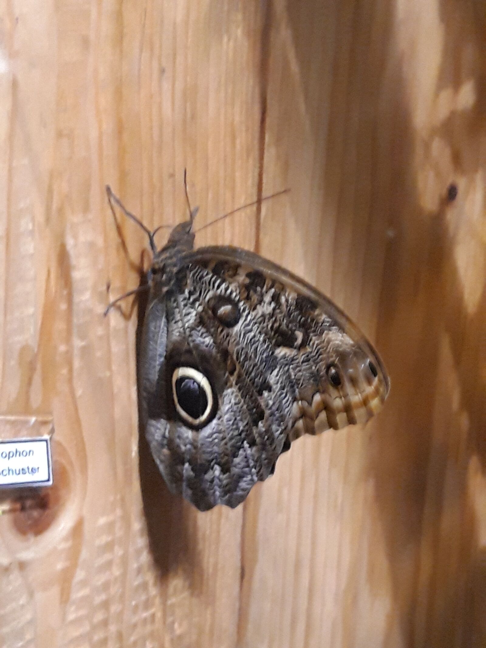 Samsung Galaxy A6 sample photo. Butterfly, peacock, tropical photography