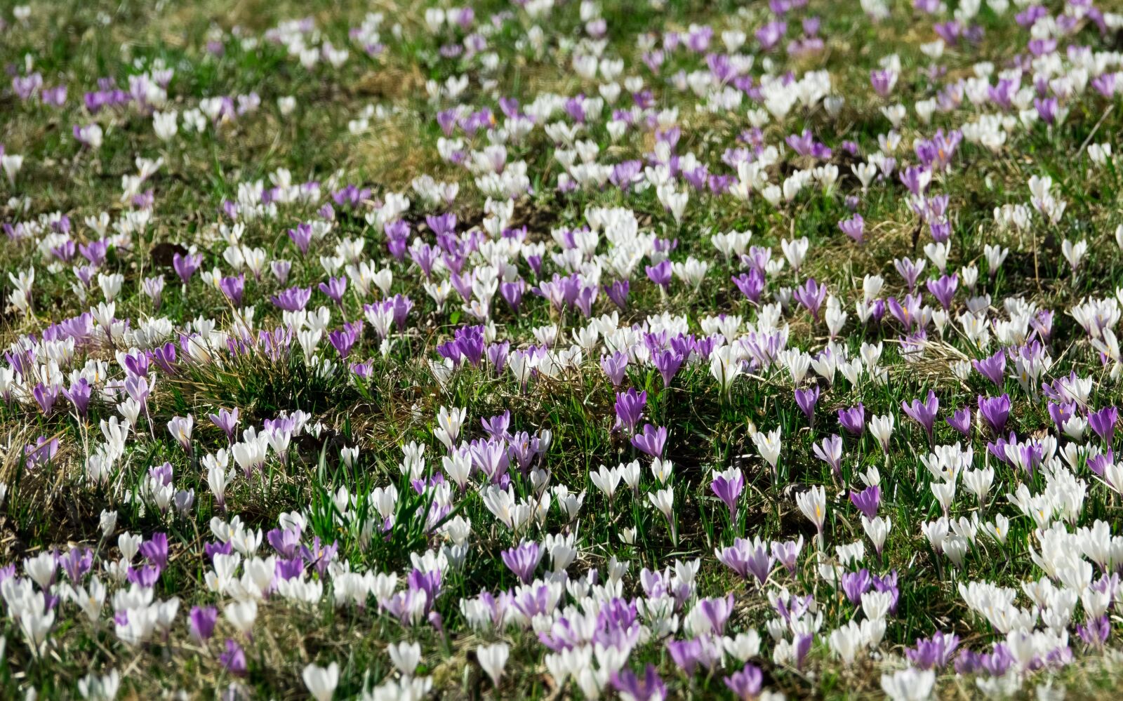 Sony Cyber-shot DSC-RX10 III sample photo. Crocus, spring, flowers photography