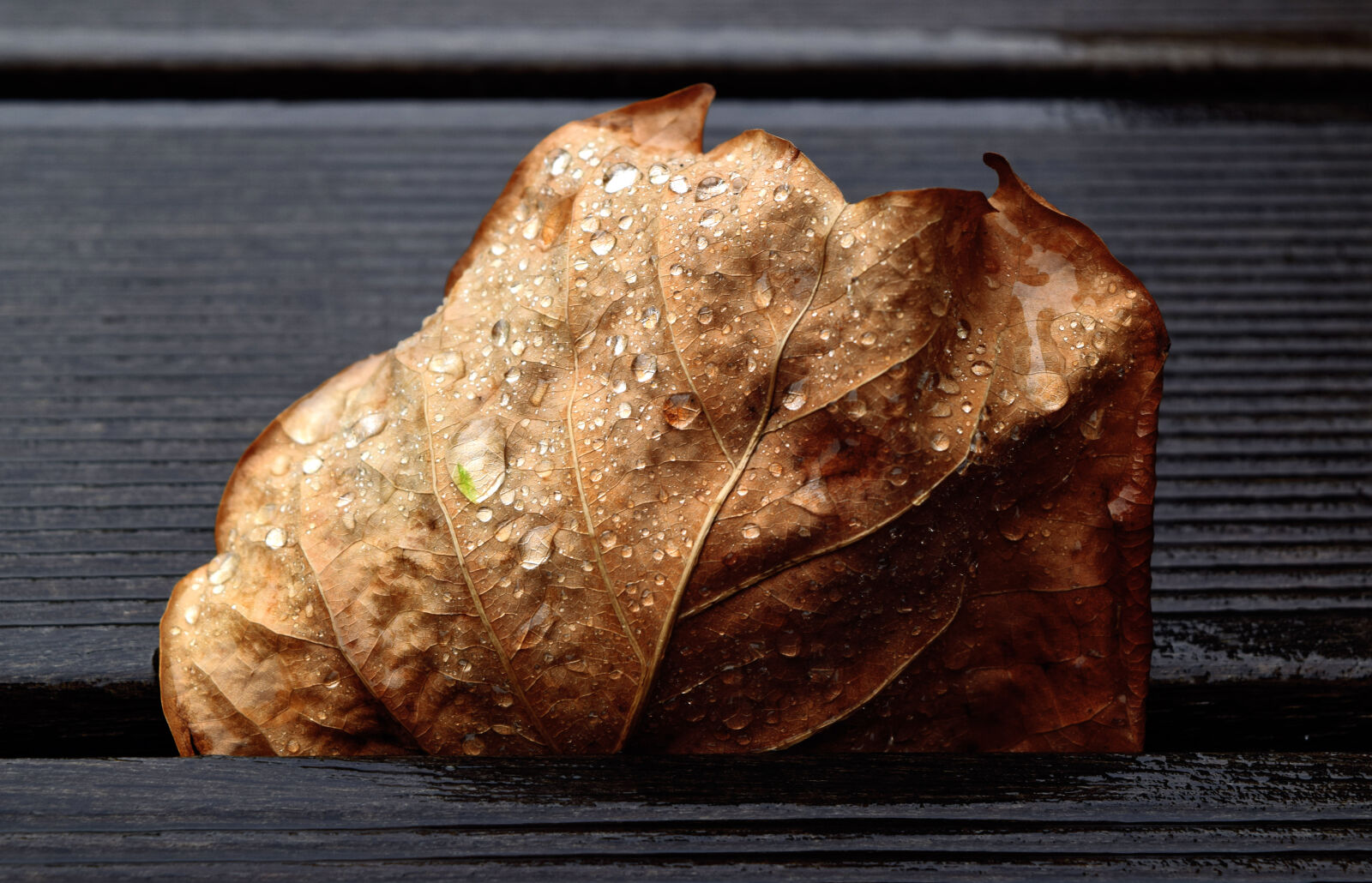 Nikon D3300 sample photo. Autumn, drops, leaf, rain photography