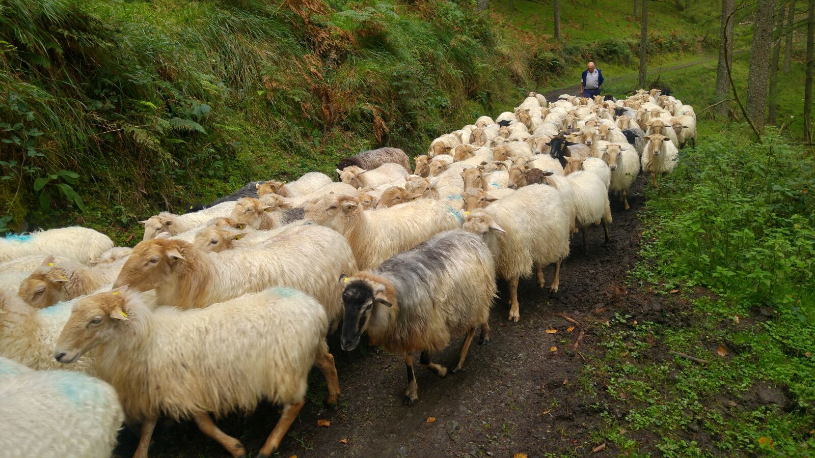 LG G4 sample photo. Sheep, pastor, nature photography