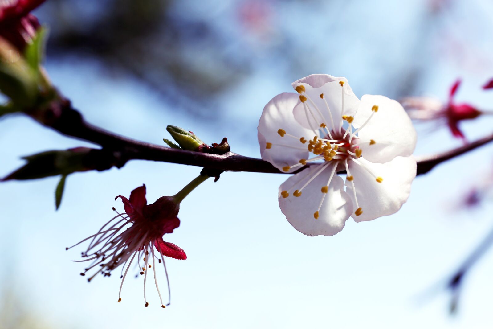 Canon EF 24-70mm F4L IS USM sample photo. Flowers, plum, spring photography