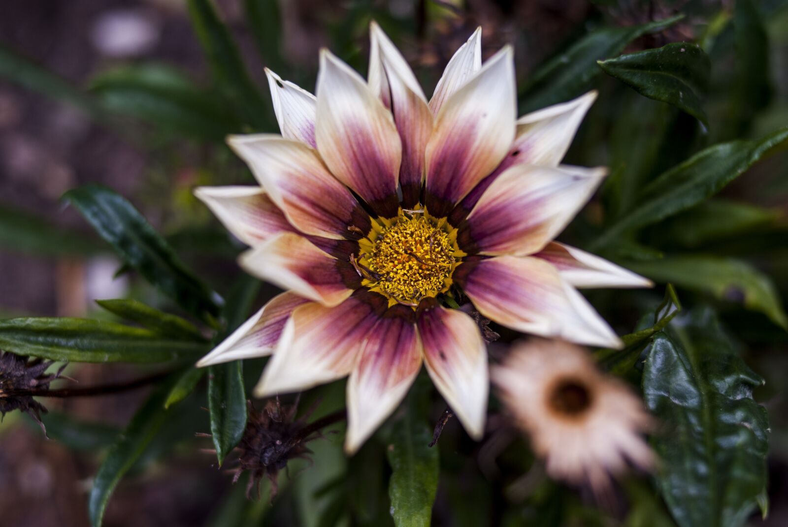 Nikon D60 sample photo. Nature, plant, flower photography