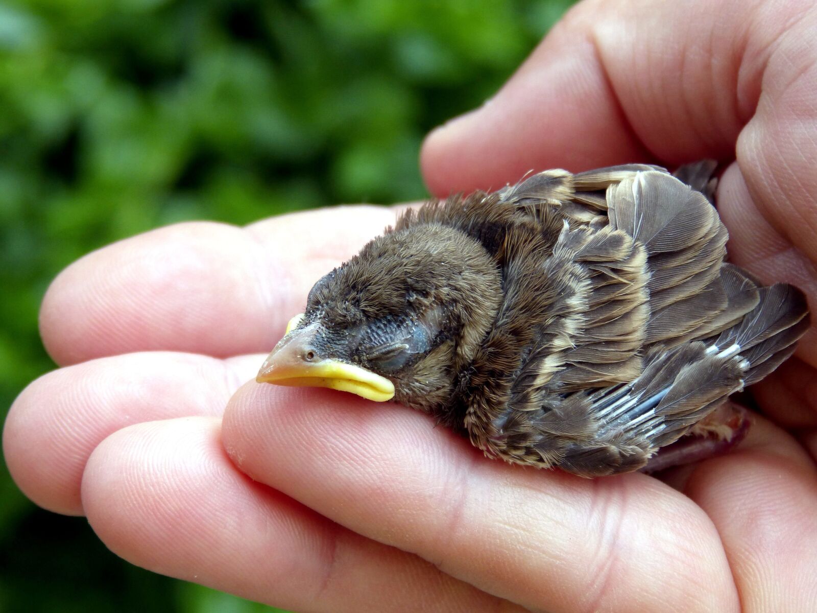 Panasonic DMC-FZ62 sample photo. Baby sparrow bird, hand photography