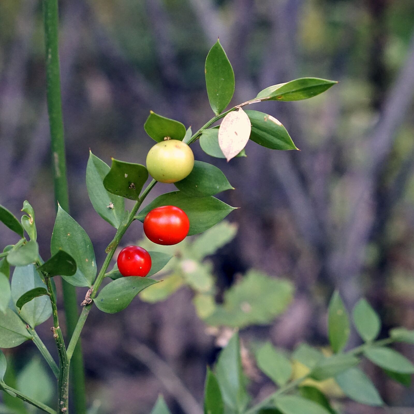 Sony a6000 sample photo. Berries, red, yellow photography