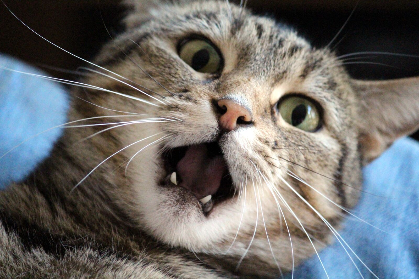 Canon EOS 650D (EOS Rebel T4i / EOS Kiss X6i) sample photo. Cat, annoyed, mauzen photography