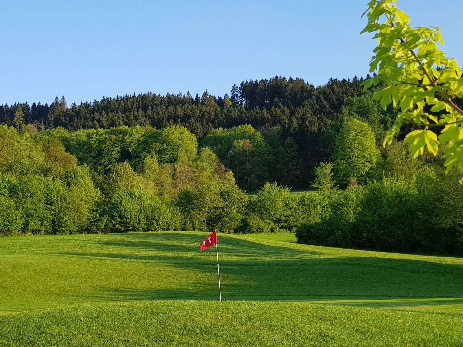 Samsung Galaxy S8+ sample photo. Golf, gctw, teutoburger, wald photography