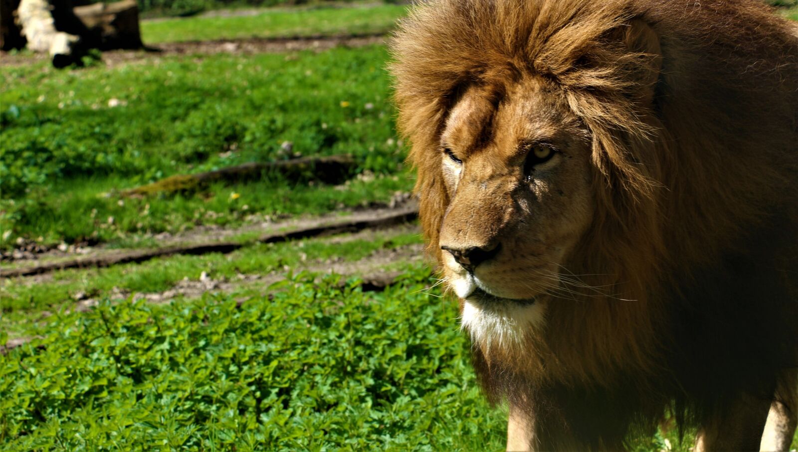 Canon EOS 700D (EOS Rebel T5i / EOS Kiss X7i) sample photo. Lion, zoo, feline photography