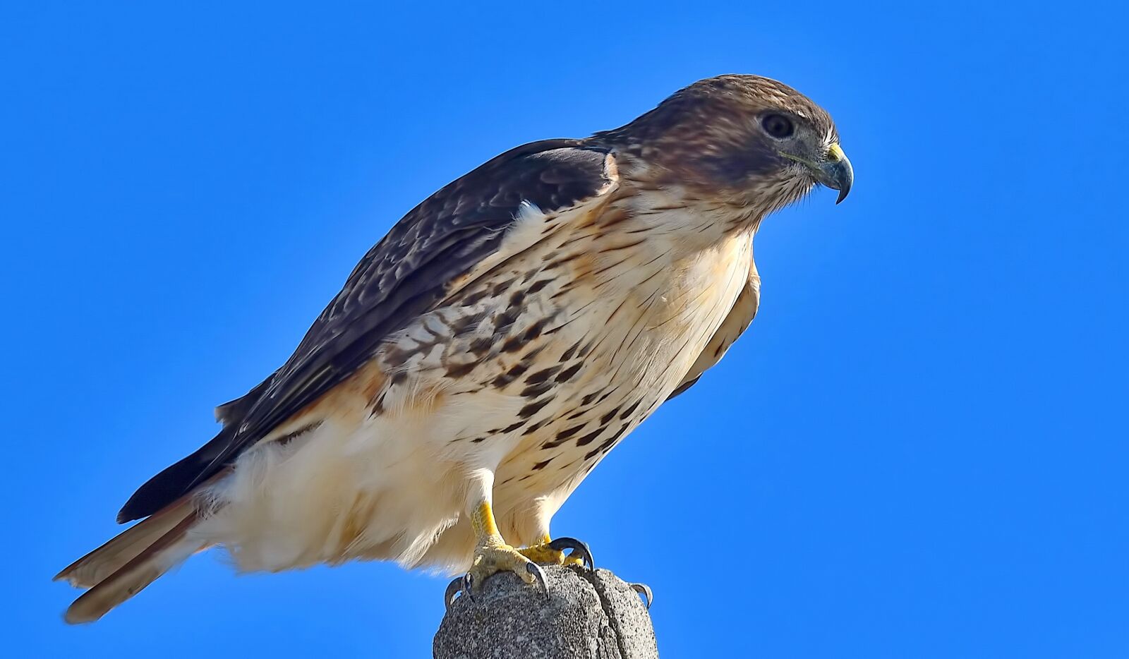 Nikon D500 sample photo. Wildlife, bird, nature photography