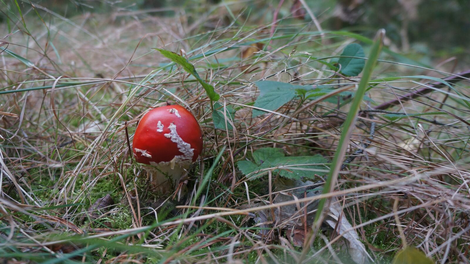 Sony Alpha NEX-5N sample photo. Forest, fungus, red photography