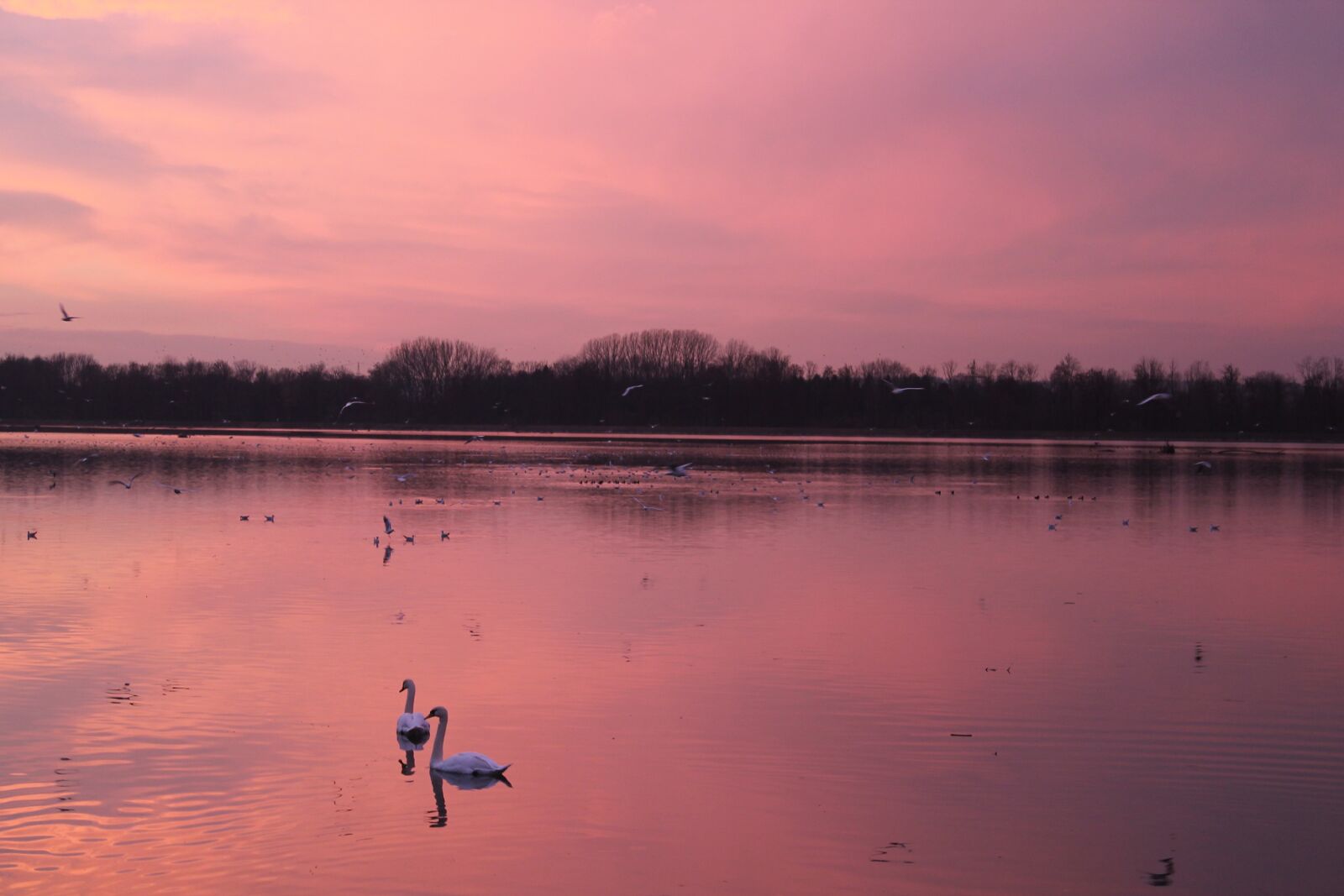Canon EOS 1100D (EOS Rebel T3 / EOS Kiss X50) sample photo. Sunset, swans, lake photography