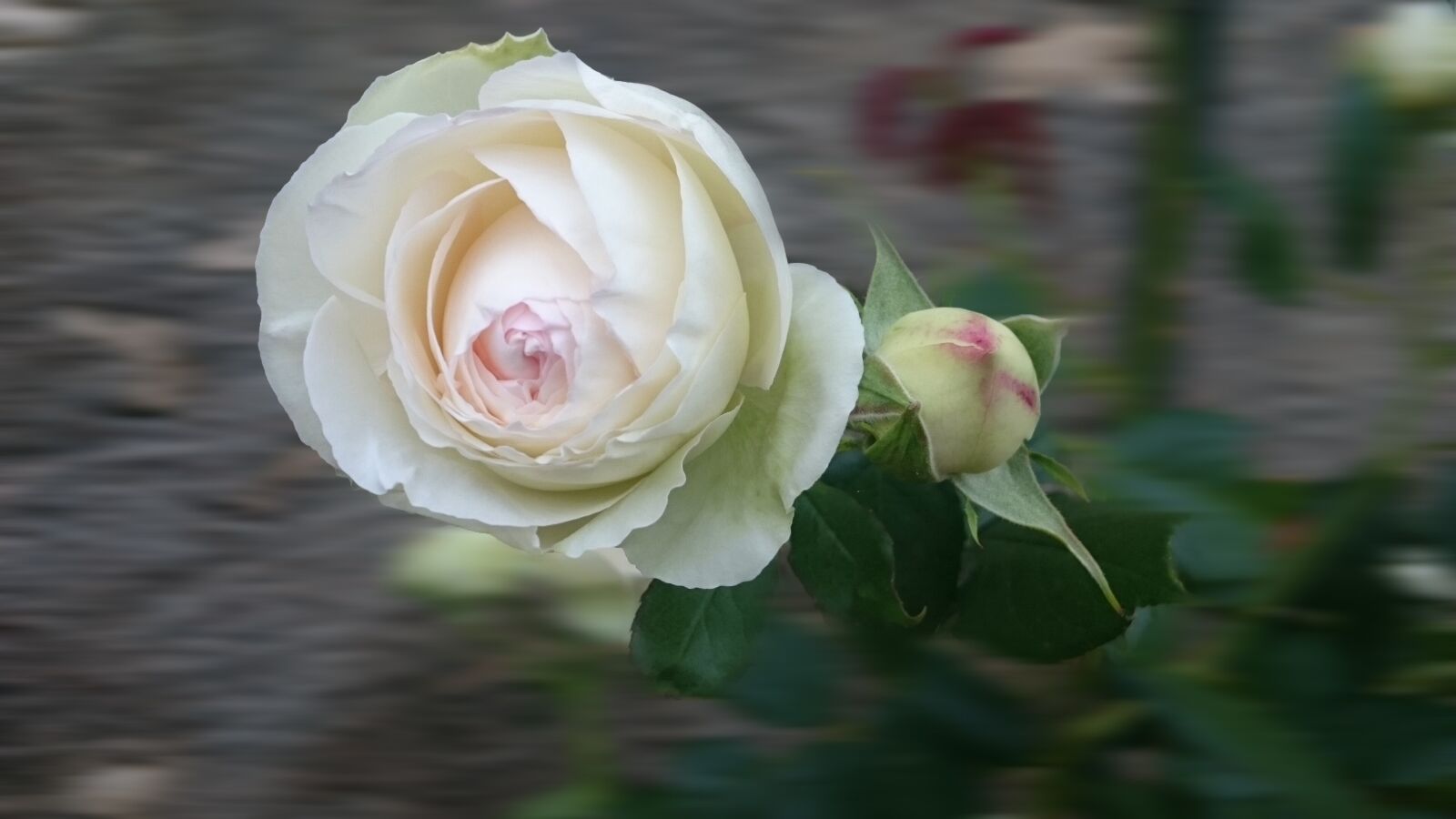 Sony Xperia Z3 sample photo. Flower, nature, pink and photography