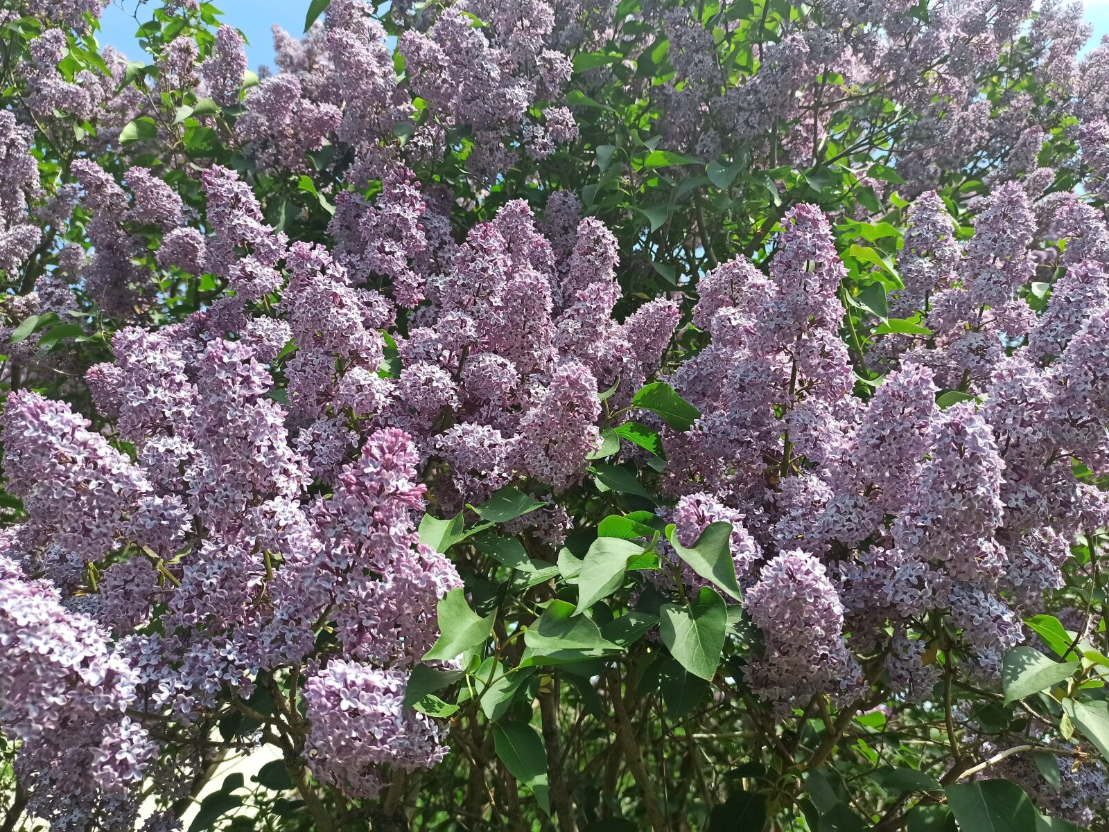 Xiaomi Redmi Note 8 Pro sample photo. Lilac, flower, purple photography