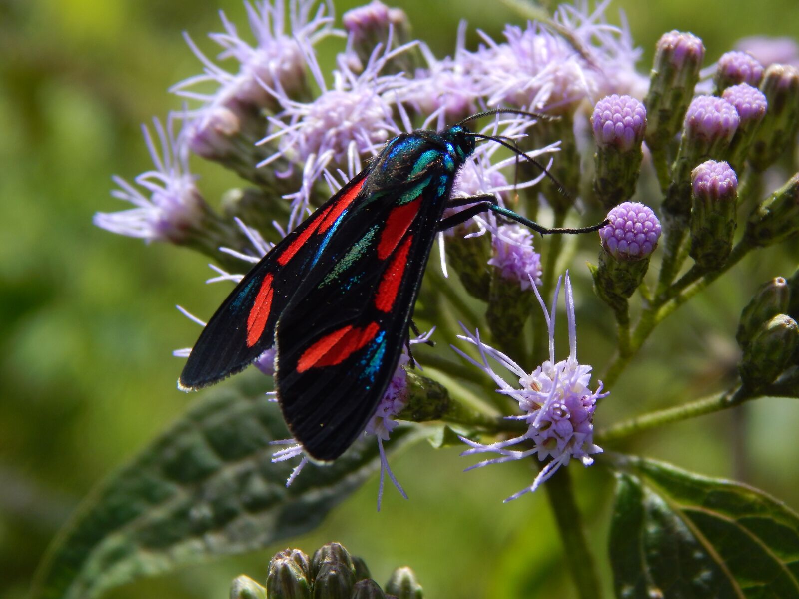 Nikon Coolpix L820 sample photo. Butterfly, wild flower, lepidopteran photography