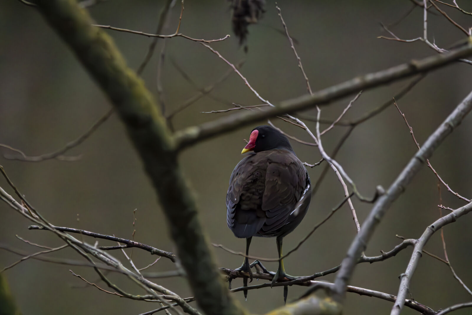 Canon EOS 7D Mark II sample photo