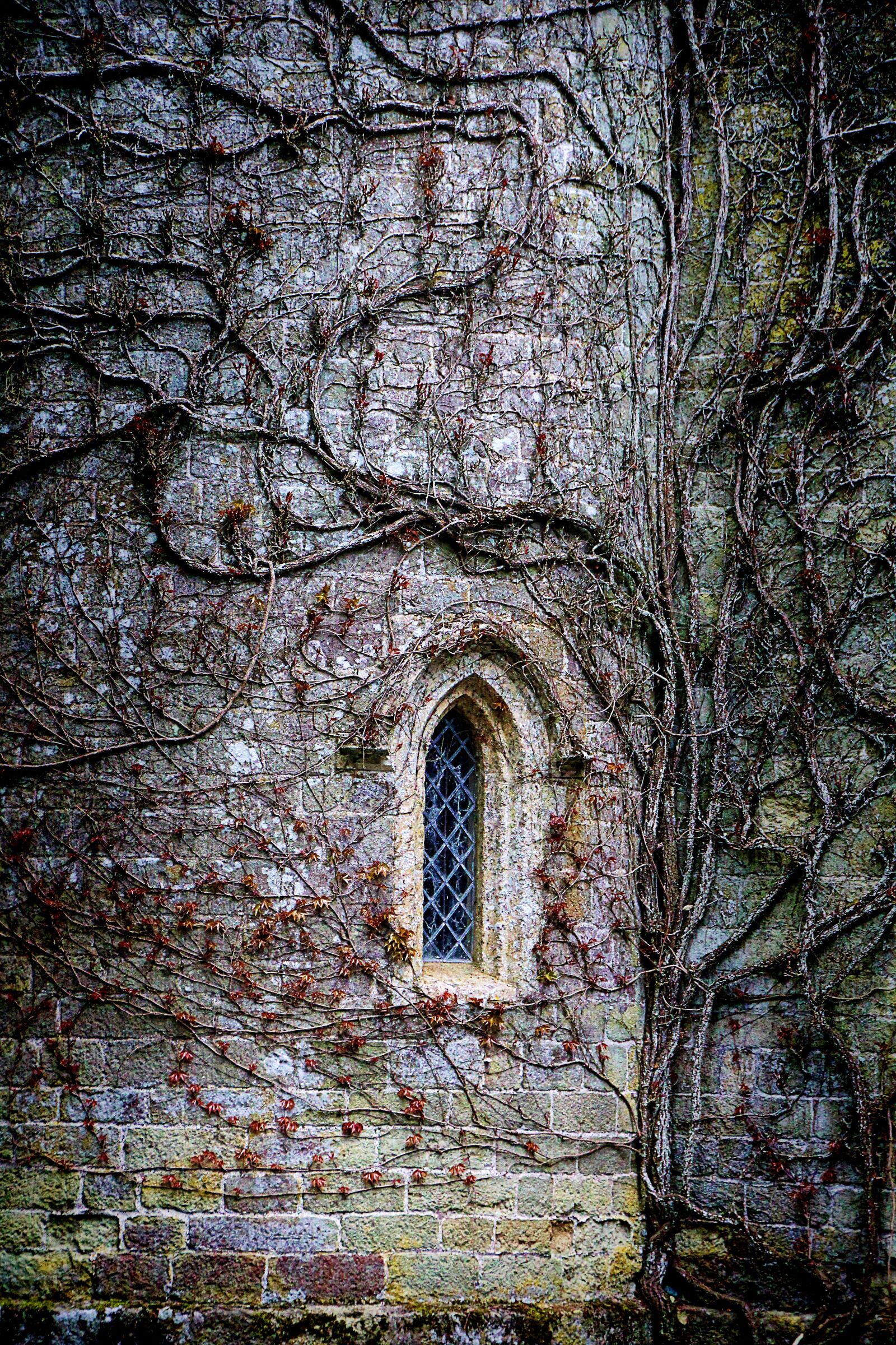 Canon EOS 1300D (EOS Rebel T6 / EOS Kiss X80) sample photo. Entwine, castle, gloomy photography