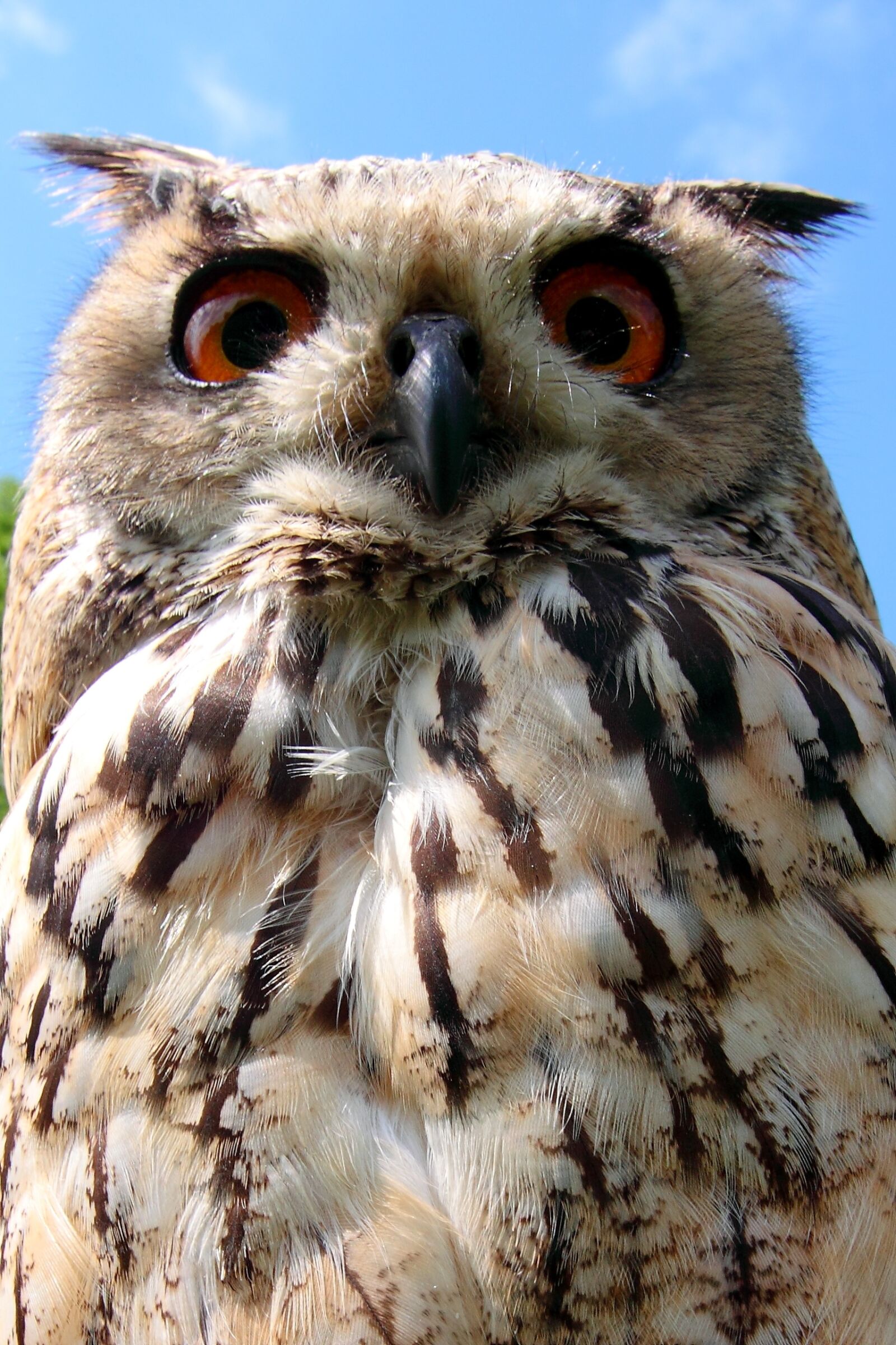 Canon EOS 500D (EOS Rebel T1i / EOS Kiss X3) sample photo. Owl, bird, bird of photography