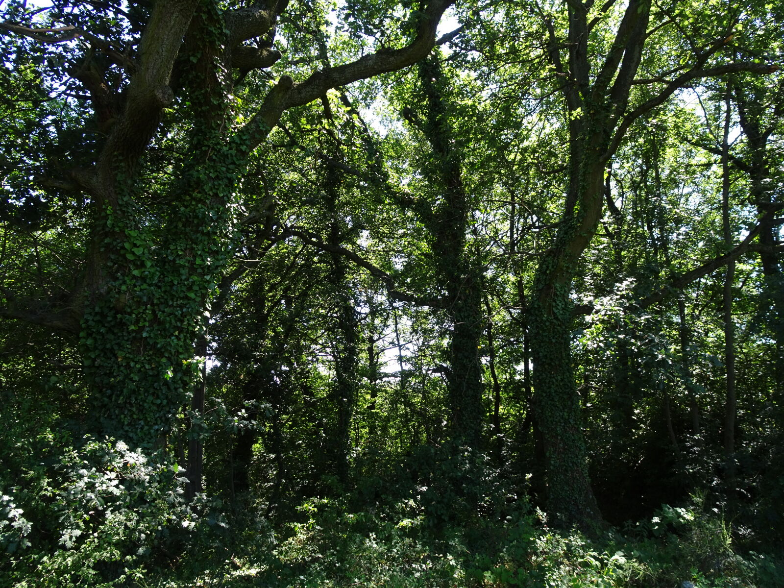 Sony Cyber-shot DSC-HX90V sample photo. Forest, nature photography