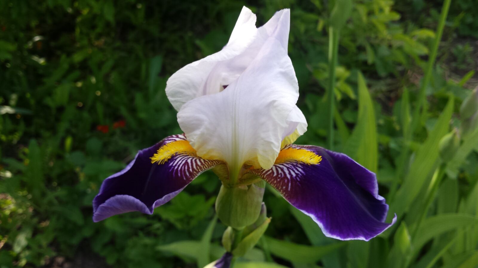 Samsung Galaxy S4 sample photo. Iris, flower, spring photography